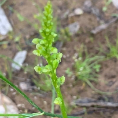 Microtis sp. (Onion Orchid) at Bruce Ridge to Gossan Hill - 6 Nov 2020 by JVR