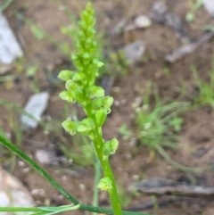 Microtis sp. (Onion Orchid) at Bruce, ACT - 6 Nov 2020 by JVR