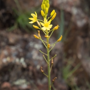Bulbine sp. at Booth, ACT - 5 Nov 2020