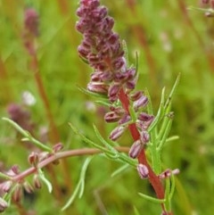 Haloragis heterophylla at Molonglo River Reserve - 7 Nov 2020