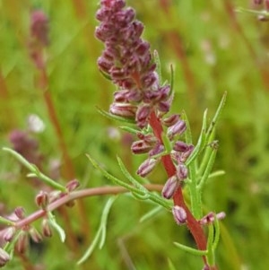 Haloragis heterophylla at Molonglo River Reserve - 7 Nov 2020