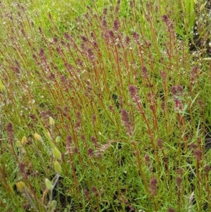 Haloragis heterophylla at Molonglo River Reserve - 7 Nov 2020