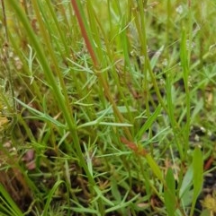 Haloragis heterophylla at Molonglo River Reserve - 7 Nov 2020