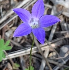 Wahlenbergia sp. (Bluebell) at Flea Bog Flat, Bruce - 6 Nov 2020 by JVR