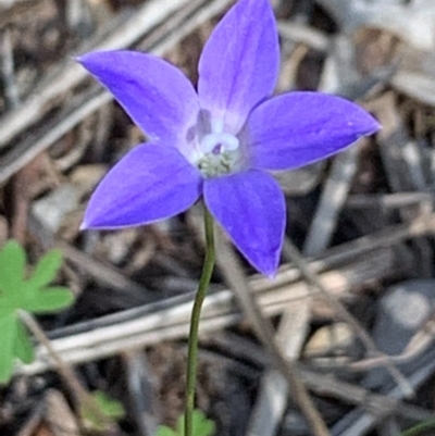 Wahlenbergia sp. (Bluebell) at Bruce Ridge to Gossan Hill - 6 Nov 2020 by JVR