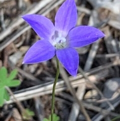Wahlenbergia sp. (Bluebell) at Bruce, ACT - 6 Nov 2020 by JVR