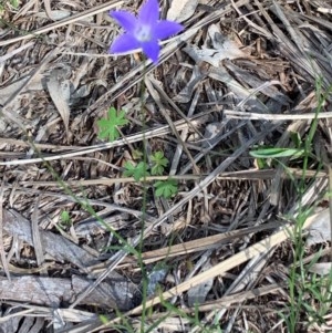 Wahlenbergia sp. at Bruce, ACT - 6 Nov 2020