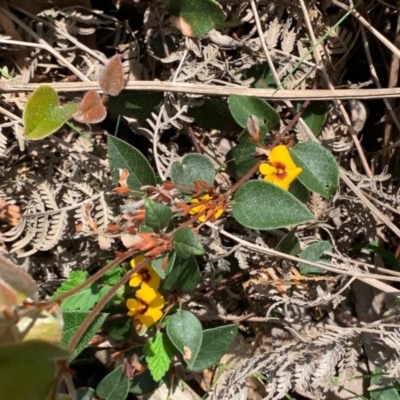 Platylobium montanum subsp. montanum (Mountain Flat Pea) at Wee Jasper, NSW - 2 Nov 2020 by SimoneC