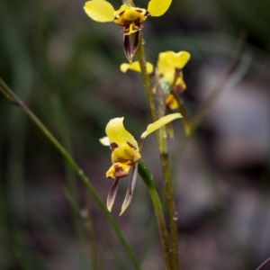 Diuris sulphurea at Booth, ACT - suppressed