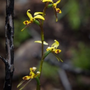 Diuris sulphurea at Booth, ACT - suppressed