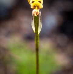 Diuris sulphurea at Booth, ACT - suppressed