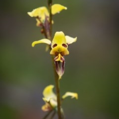 Diuris sulphurea at Booth, ACT - suppressed