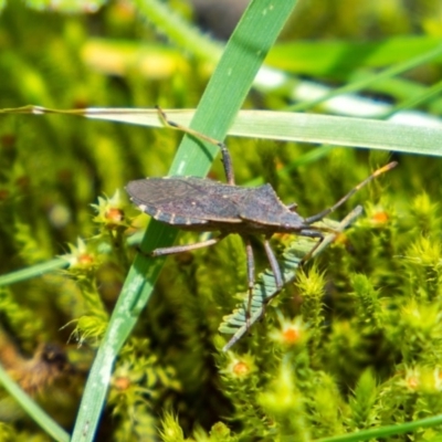 Amorbus sp. (genus) (Eucalyptus Tip bug) at Brindabella National Park - 6 Nov 2020 by Jek