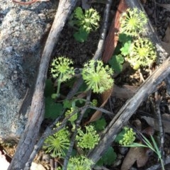 Hydrocotyle laxiflora (Stinking Pennywort) at Urambi Hills - 6 Nov 2020 by Jaff067