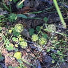 Hydrocotyle laxiflora at Tuggeranong DC, ACT - 6 Nov 2020