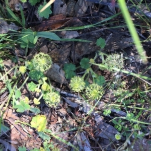 Hydrocotyle laxiflora at Tuggeranong DC, ACT - 6 Nov 2020 06:21 PM