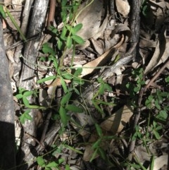 Glycine clandestina (Twining Glycine) at O'Malley, ACT - 7 Nov 2020 by Tapirlord