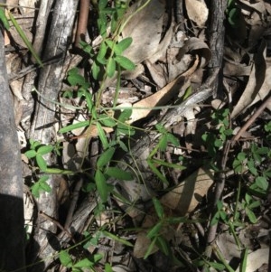 Glycine clandestina at O'Malley, ACT - 7 Nov 2020 03:28 PM