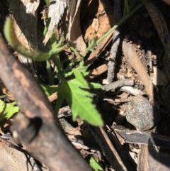 Convolvulus angustissimus subsp. angustissimus (Australian Bindweed) at O'Malley, ACT - 7 Nov 2020 by Tapirlord