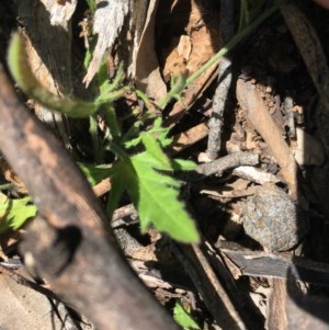 Convolvulus angustissimus subsp. angustissimus at O'Malley, ACT - 7 Nov 2020