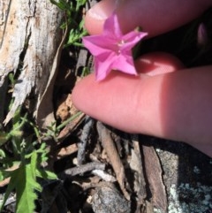 Convolvulus angustissimus subsp. angustissimus at O'Malley, ACT - 7 Nov 2020