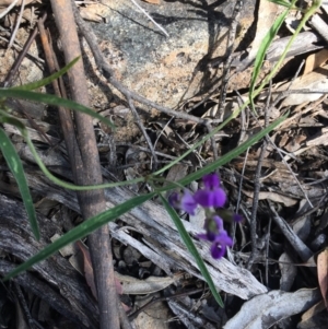 Glycine clandestina at O'Malley, ACT - 7 Nov 2020 03:30 PM