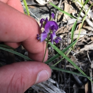 Glycine clandestina at O'Malley, ACT - 7 Nov 2020 03:30 PM