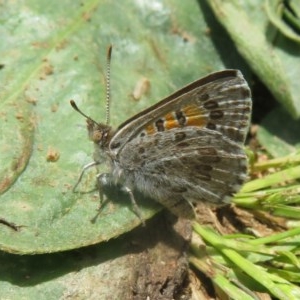 Lucia limbaria at Dunlop, ACT - 7 Nov 2020 11:37 AM