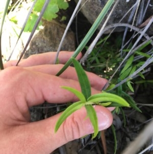 Olea europaea subsp. cuspidata at O'Malley, ACT - 7 Nov 2020