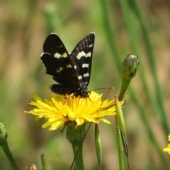 Phalaenoides tristifica (Willow-herb Day-moth) at Dunlop, ACT - 6 Nov 2020 by Christine