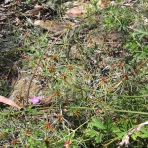 Clematis leptophylla at O'Malley, ACT - 7 Nov 2020