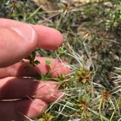 Clematis leptophylla at O'Malley, ACT - 7 Nov 2020