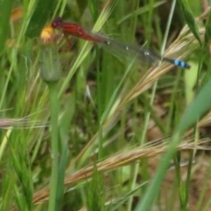 Xanthagrion erythroneurum at Dunlop, ACT - 7 Nov 2020