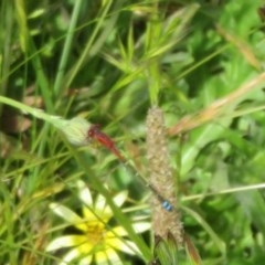 Xanthagrion erythroneurum at Dunlop, ACT - 7 Nov 2020