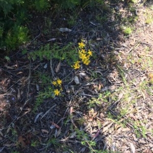 Hypericum perforatum at O'Malley, ACT - 7 Nov 2020