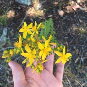 Hypericum perforatum at O'Malley, ACT - 7 Nov 2020