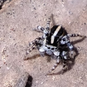 Euophryinae sp. (Mr Stripey) undescribed at Downer, ACT - 7 Nov 2020