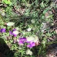 Trifolium arvense var. arvense (Haresfoot Clover) at O'Malley, ACT - 7 Nov 2020 by Tapirlord