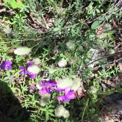 Trifolium arvense var. arvense (Haresfoot Clover) at O'Malley, ACT - 7 Nov 2020 by Tapirlord