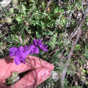 Trifolium arvense var. arvense at O'Malley, ACT - 7 Nov 2020