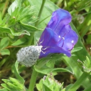 Utetheisa (genus) at Dunlop, ACT - 7 Nov 2020