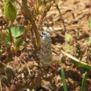 Utetheisa (genus) at Dunlop, ACT - 7 Nov 2020