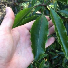 Pittosporum undulatum at O'Malley, ACT - 7 Nov 2020