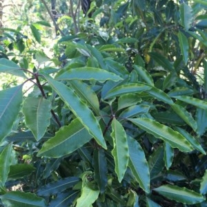 Pittosporum undulatum at O'Malley, ACT - 7 Nov 2020