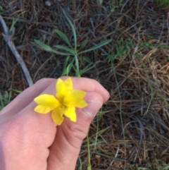 Goodenia pinnatifida at O'Malley, ACT - 7 Nov 2020