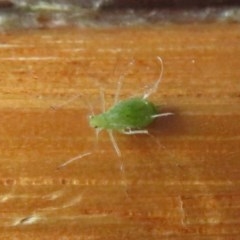 Aphididae (family) (Unidentified aphid) at Flynn, ACT - 6 Nov 2020 by Christine