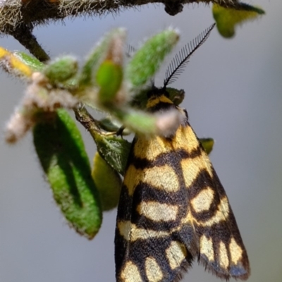 Asura lydia (Lydia Lichen Moth) at Black Mountain - 7 Nov 2020 by Kurt