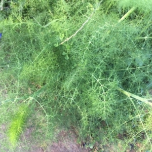 Foeniculum vulgare at Kambah, ACT - 6 Nov 2020