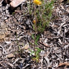 Coronidium oxylepis subsp. lanatum (Woolly Pointed Everlasting) at Black Mountain - 7 Nov 2020 by Kurt