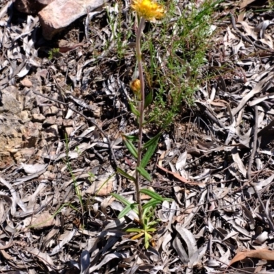 Coronidium oxylepis subsp. lanatum (Woolly Pointed Everlasting) at Black Mountain - 7 Nov 2020 by Kurt